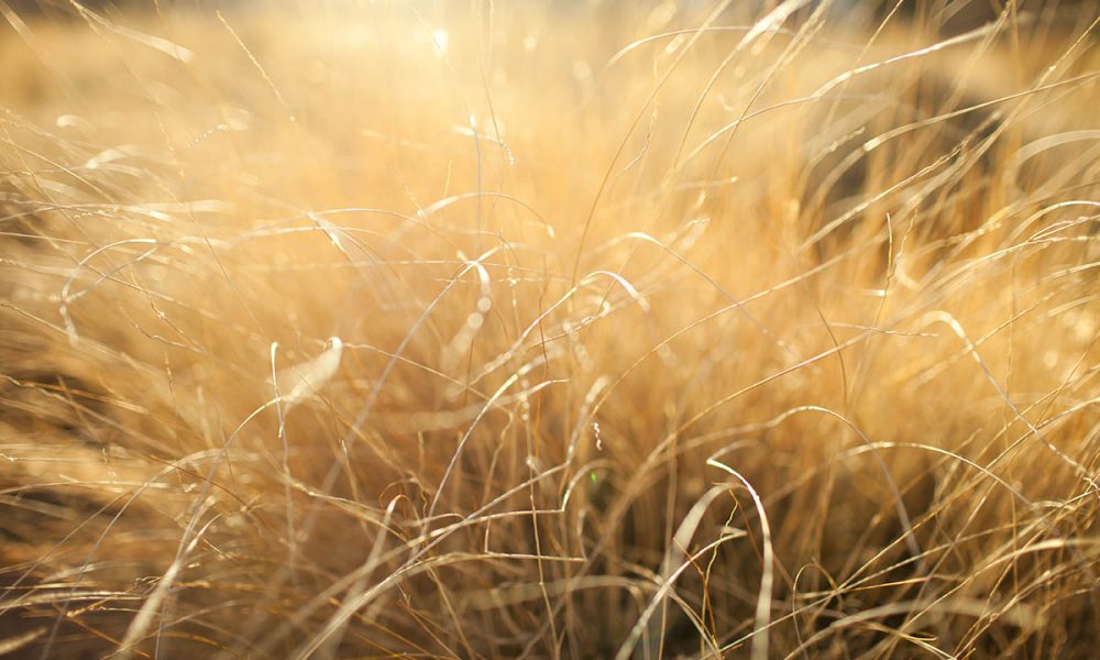 grass_desert